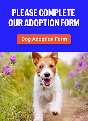 Sponsor care link to adoption form