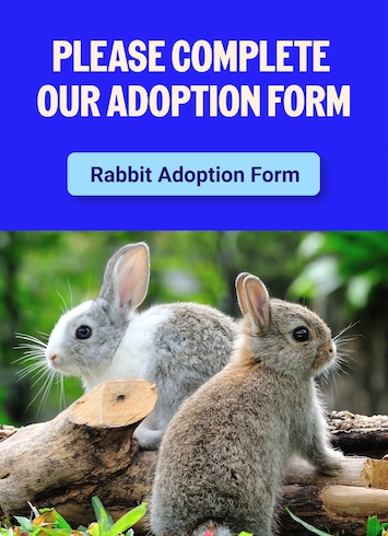 Sponsor care link to adoption form