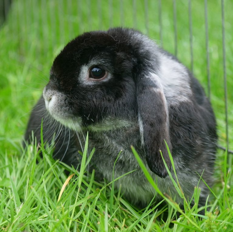 Cunningham Rabbits Rabbits – E.cuniculi – RSPCA Radcliffe Animal Centre