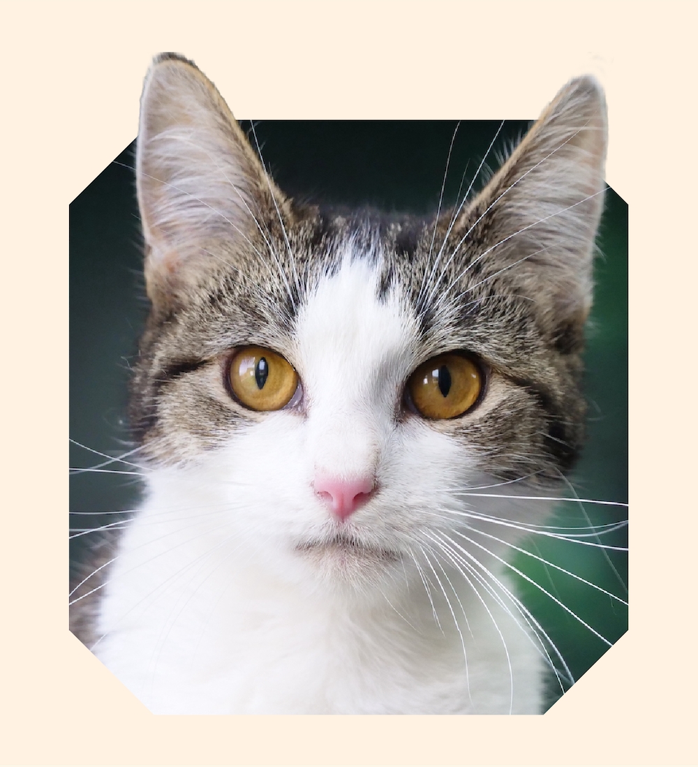 Photo of grey and white cat