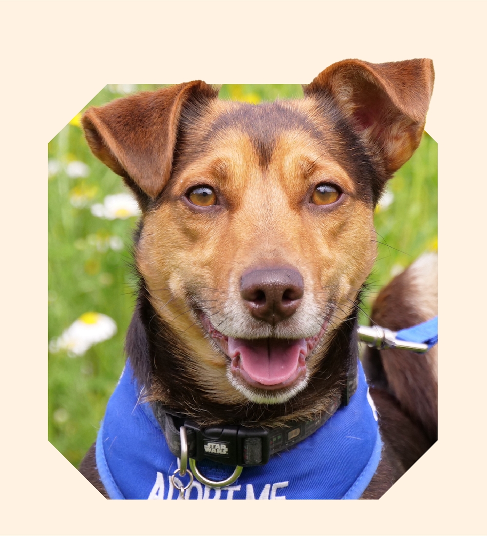 Photo of dog with adopt me bandana