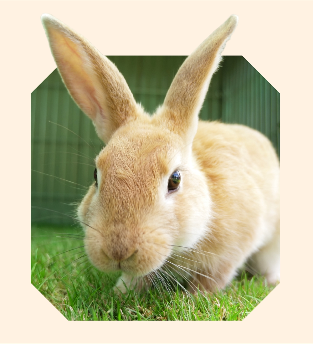 Photo of light brown rabbit with ears sticking up.