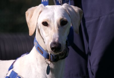 Boss, a 1 year old male Lurcher available for adoption from RSPCA in Nottinghamshire