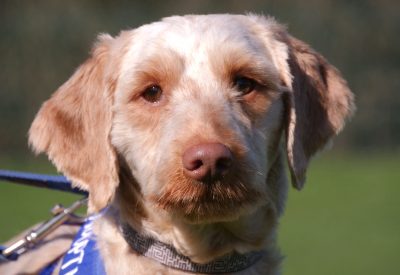 Biscuit, a 1 year old male Poodle available for adoption from RSPCA in Nottinghamshire