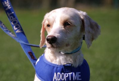 Noodle, a 1 year old female Poodle available for adoption from RSPCA in Nottingham, Nottinghamshire