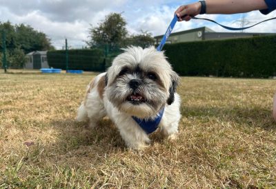 Honey, a 9 years old female Shih Tzu x Maltese available for adoption from RSPCA in Nottinghamshire