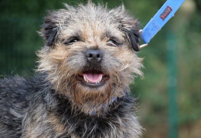 Biscuit, a 4 years old male Border Terrier available for adoption from RSPCA in Nottinghamshire