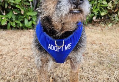 Pepper, a 7 years old female Border Terrier available for adoption from RSPCA in Nottinghamshire