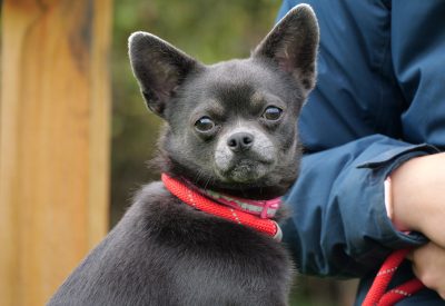 Little One, a 2 years old male Chihuahua available for adoption from RSPCA in Nottinghamshire